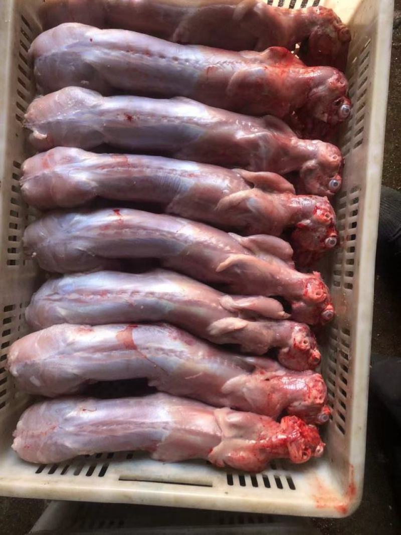 长期供应保鲜、冷冻兔肉