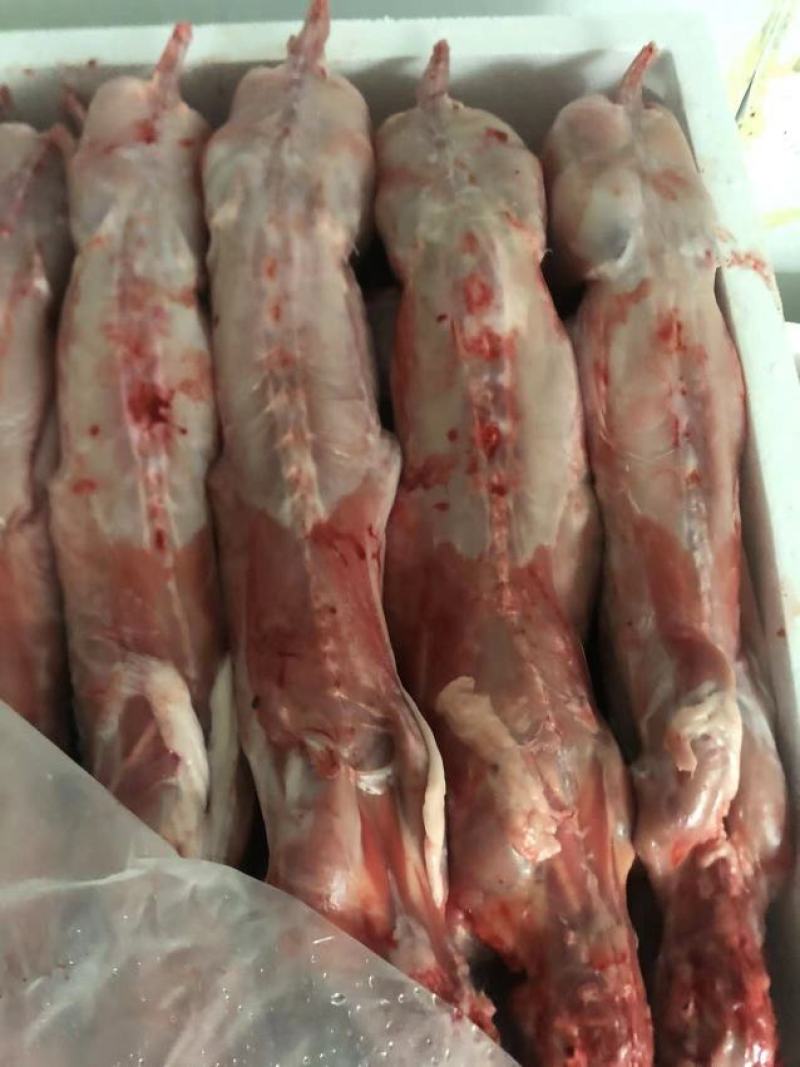 长期供应保鲜、冷冻兔肉