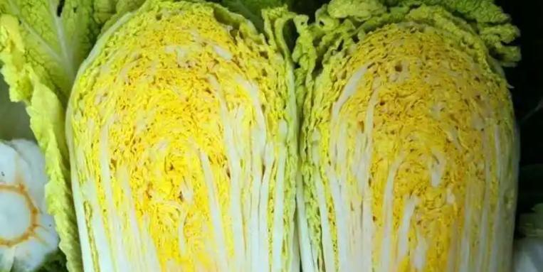 黄心白菜切面展示