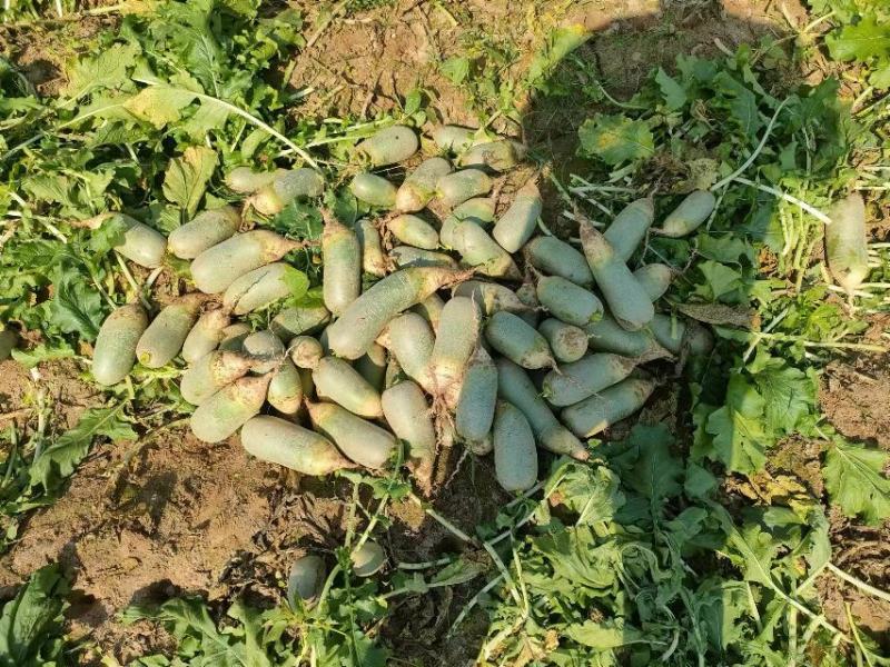 【水果萝卜】河南商丘萝卜大量上市量大从优对接全国客户可咨