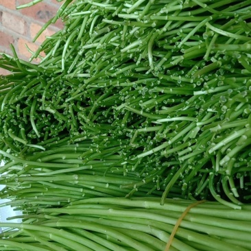 保质保量优质精品芦蒿