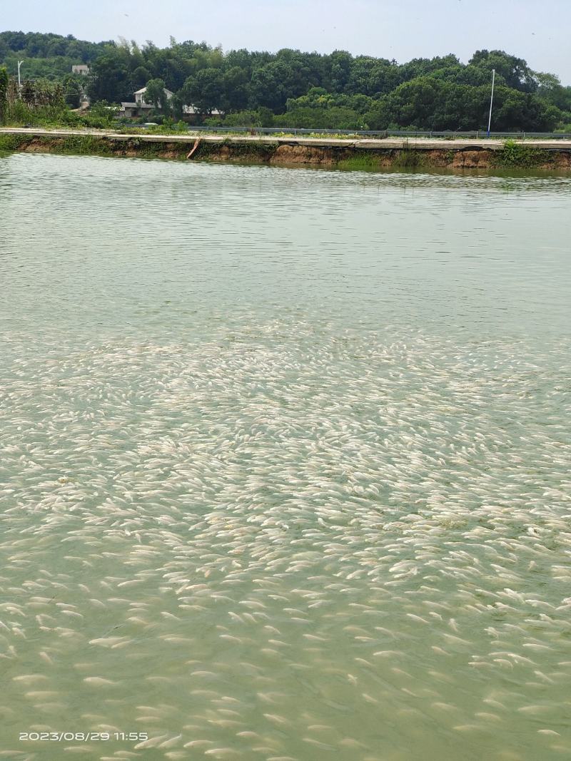 大量淘汰观赏鱼