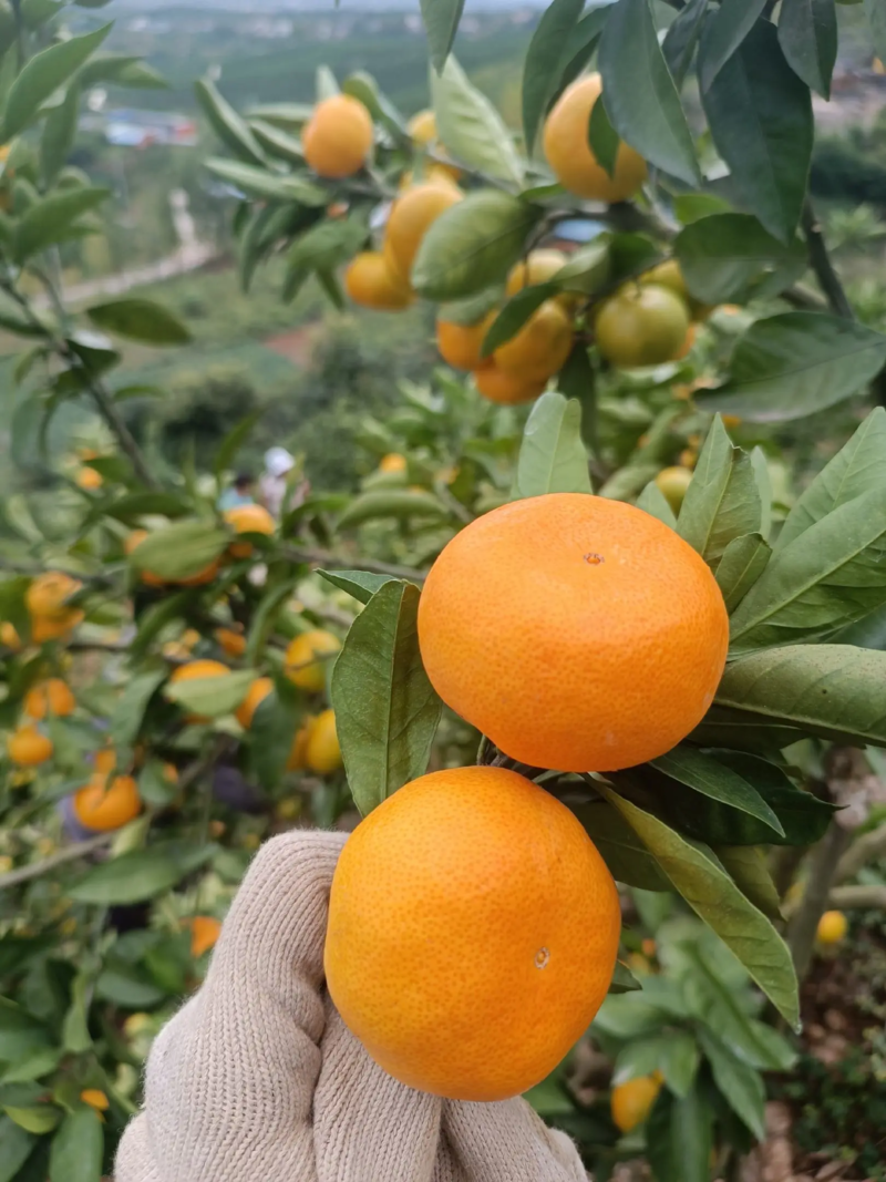 城固县蜜橘大量上市高山蜜橘产地直发一手货源品质保障