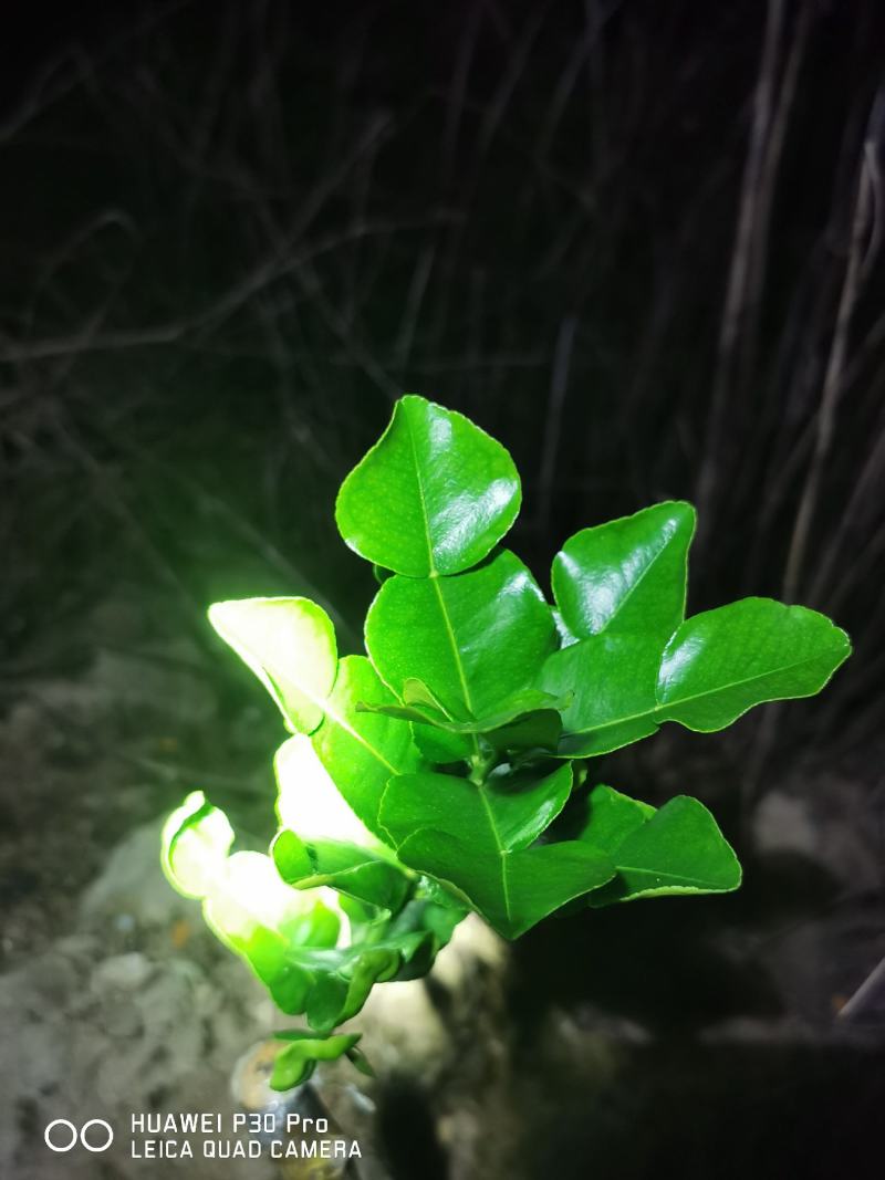 泰国皱皮柠檬，马蜂橙，丑柠檬