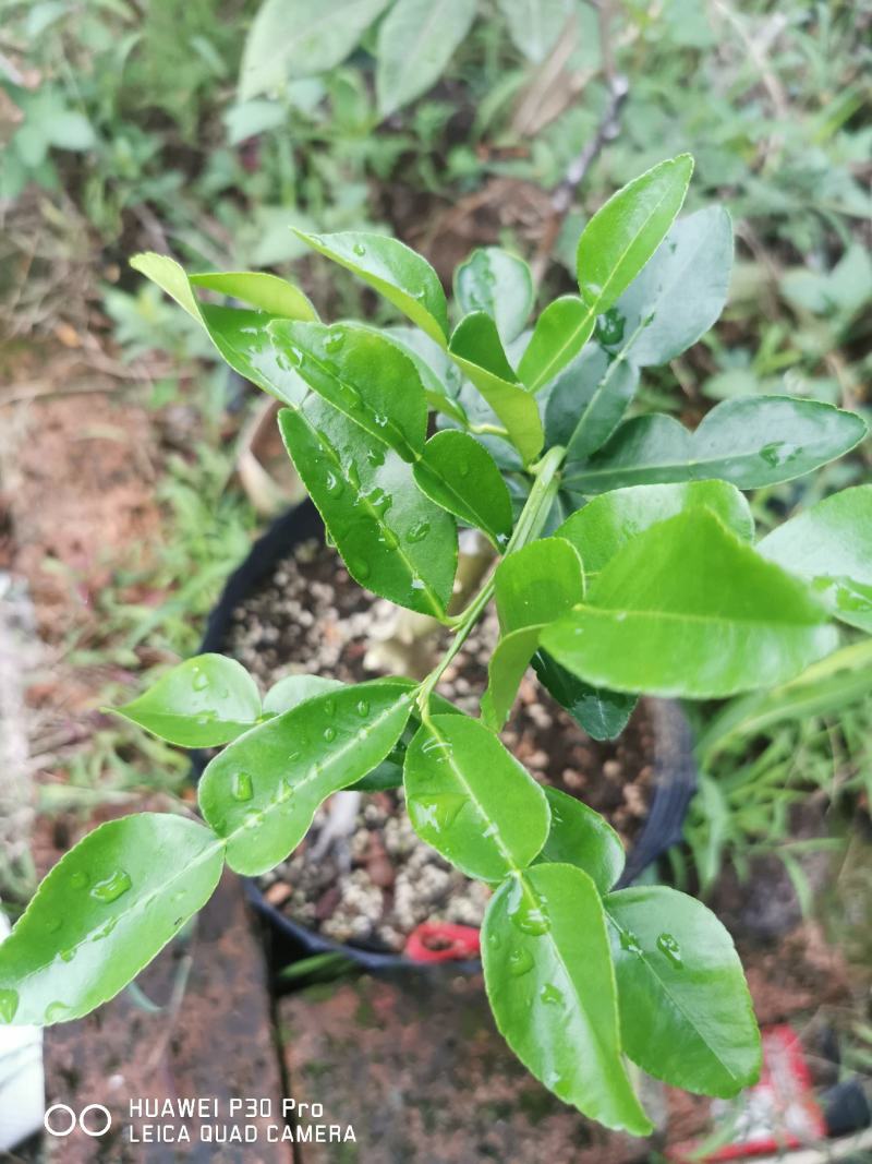 泰国皱皮柠檬，马蜂橙，丑柠檬