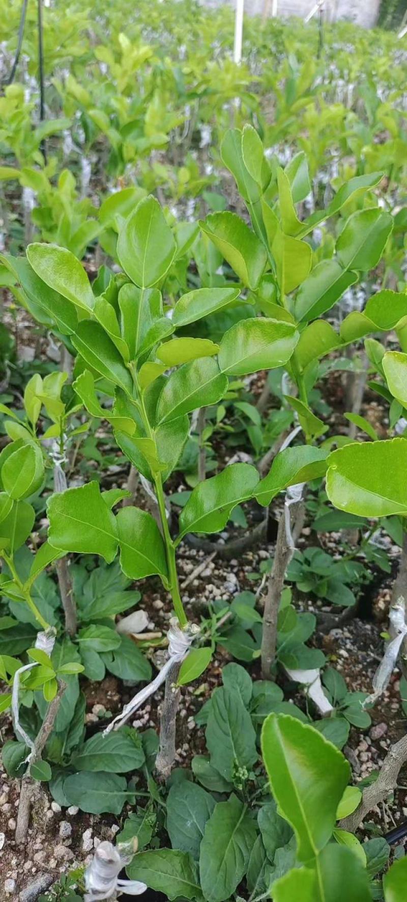 泰国皱皮柠檬，马蜂橙，丑柠檬