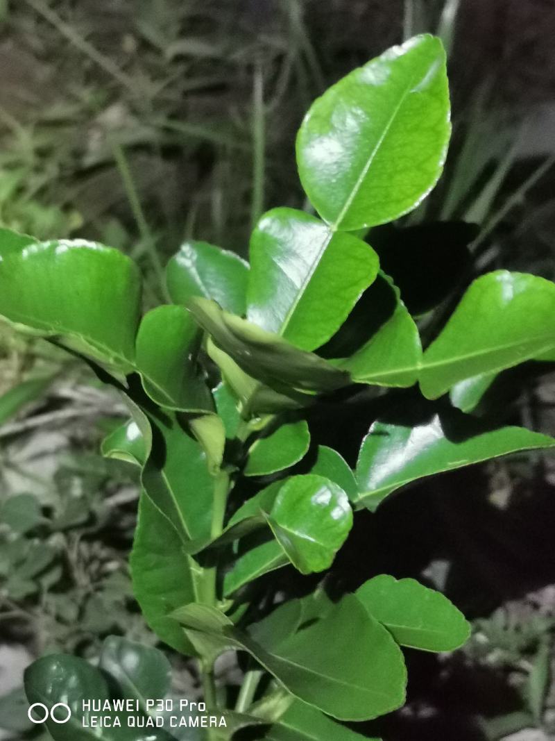 泰国皱皮柠檬，马蜂橙，丑柠檬