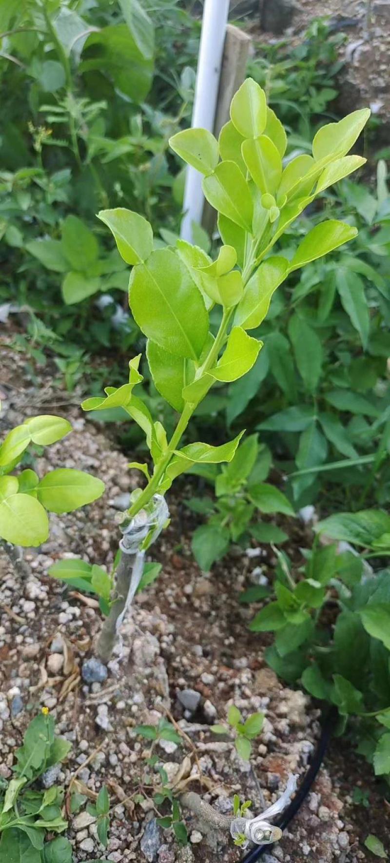 泰国皱皮柠檬，马蜂橙，丑柠檬