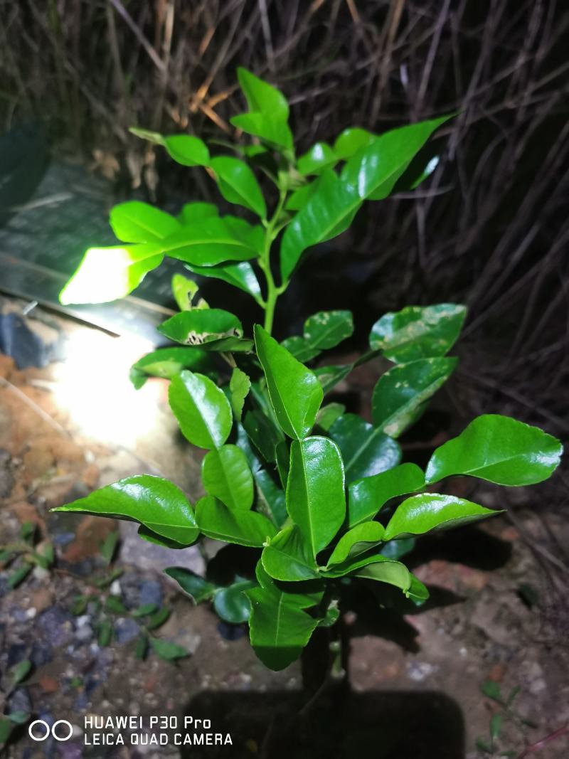 泰国皱皮柠檬，马蜂橙，丑柠檬