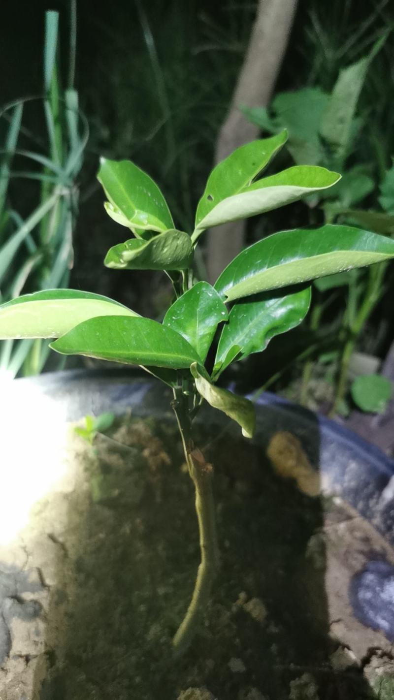 泰国皱皮柠檬，马蜂橙，丑柠檬