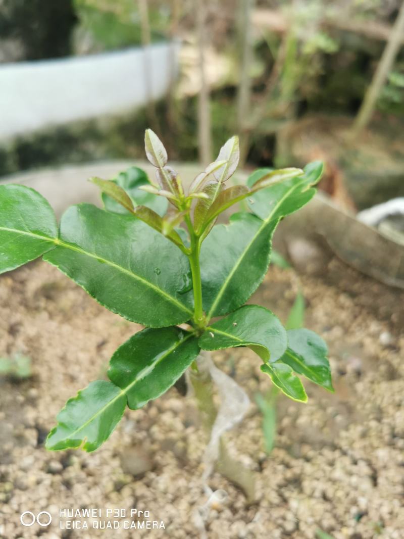 泰国皱皮柠檬，马蜂橙，丑柠檬