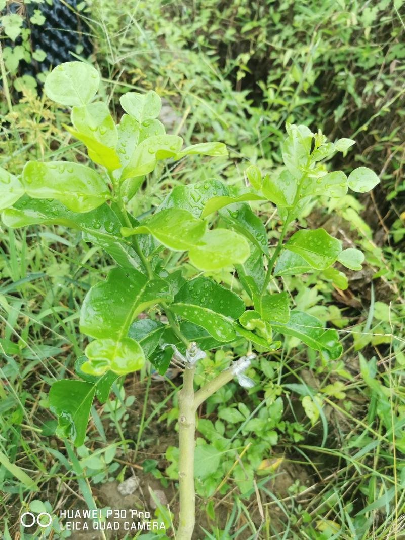 泰国皱皮柠檬，马蜂橙，丑柠檬