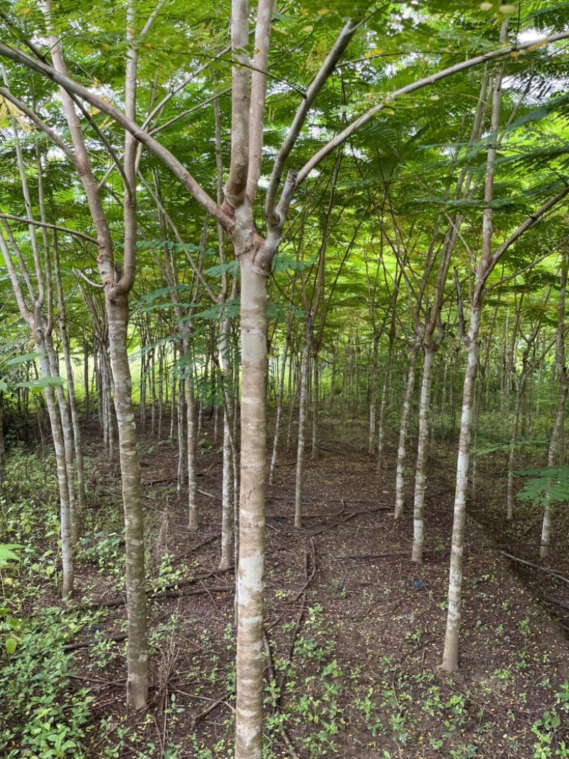 凤凰木