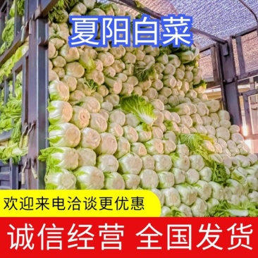 【夏阳白菜】白菜江苏白菜，基地直发，一手货源，欢迎电联