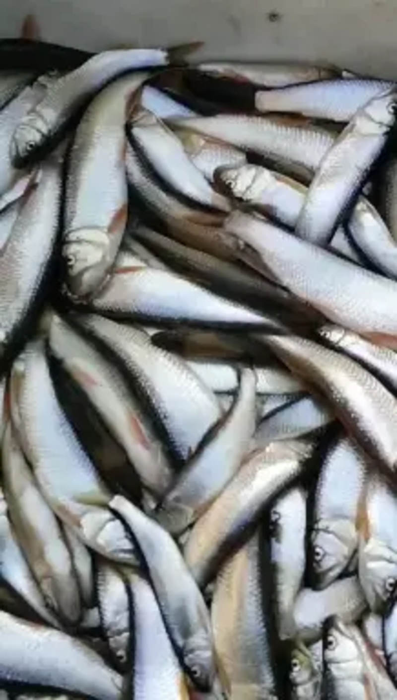 【推荐】精品马口鱼一手货源品质有保证鲜货供应量大从优