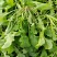 【热卖】河南鲜荠菜，棒棒菜大量上市常年供应欢迎咨询