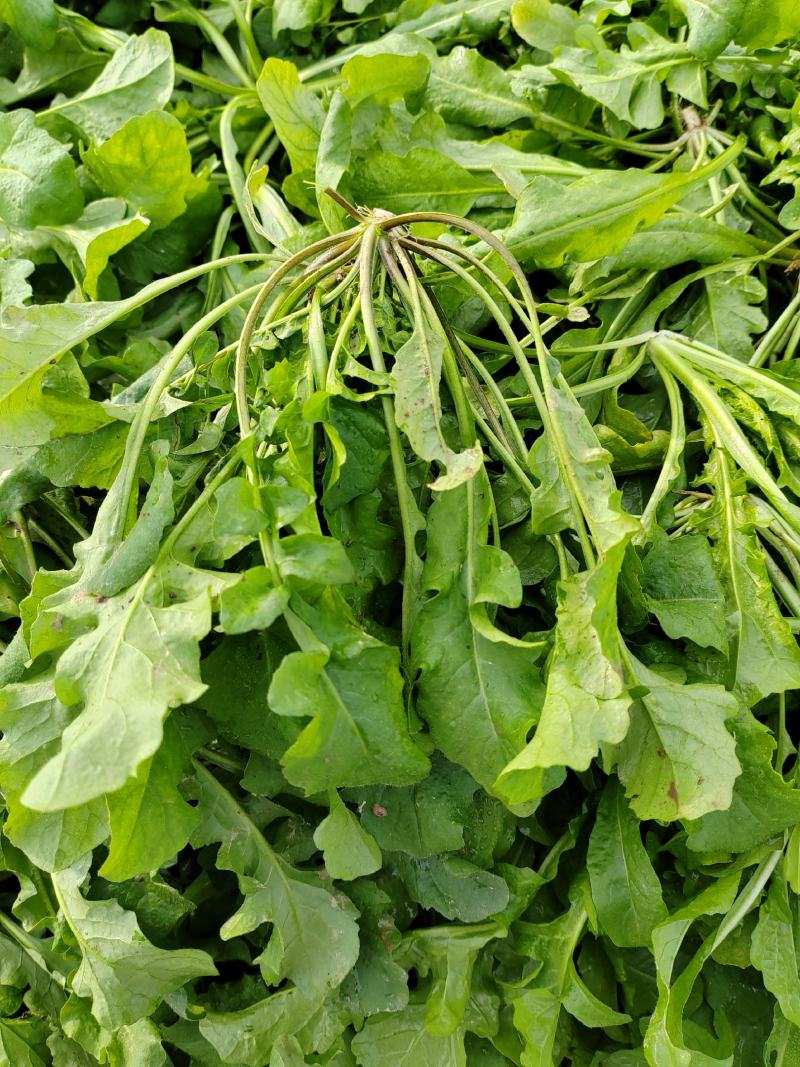 【热卖】河南鲜荠菜，棒棒菜大量上市常年供应欢迎咨询