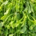 【热卖】河南鲜荠菜，棒棒菜大量上市常年供应欢迎咨询