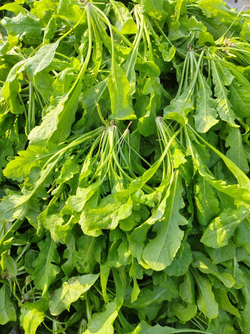 【热卖】河南鲜荠菜，棒棒菜大量上市常年供应欢迎咨询