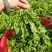 【热卖】河南鲜荠菜，棒棒菜大量上市常年供应欢迎咨询