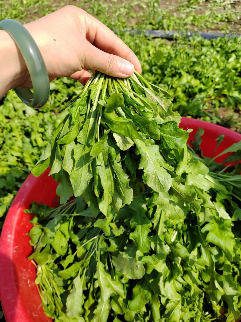 【热卖】河南鲜荠菜，棒棒菜大量上市常年供应欢迎咨询