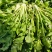 【热卖】河南鲜荠菜，棒棒菜大量上市常年供应欢迎咨询