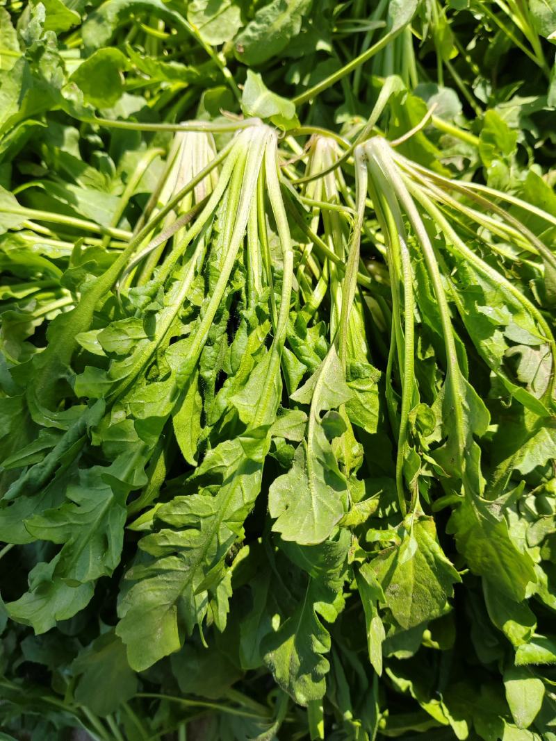【热卖】河南鲜荠菜，棒棒菜大量上市常年供应欢迎咨询