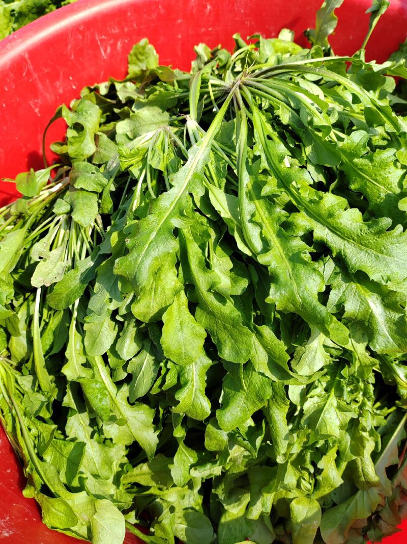 【热卖】河南鲜荠菜，棒棒菜大量上市常年供应欢迎咨询