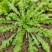 【热卖】河南鲜荠菜，棒棒菜大量上市常年供应欢迎咨询