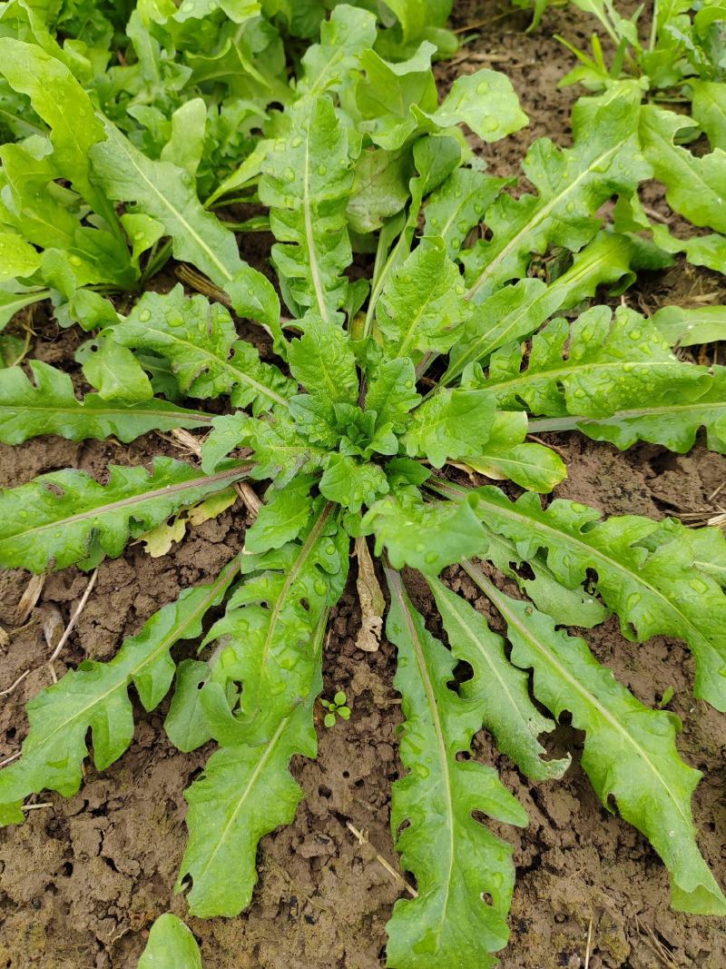 【热卖】河南鲜荠菜，棒棒菜大量上市常年供应欢迎咨询