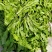 【热卖】河南鲜荠菜，棒棒菜大量上市常年供应欢迎咨询