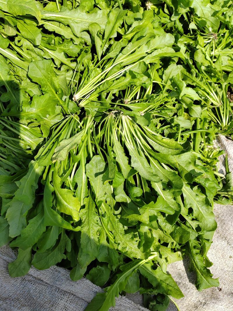 【热卖】河南鲜荠菜，棒棒菜大量上市常年供应欢迎咨询