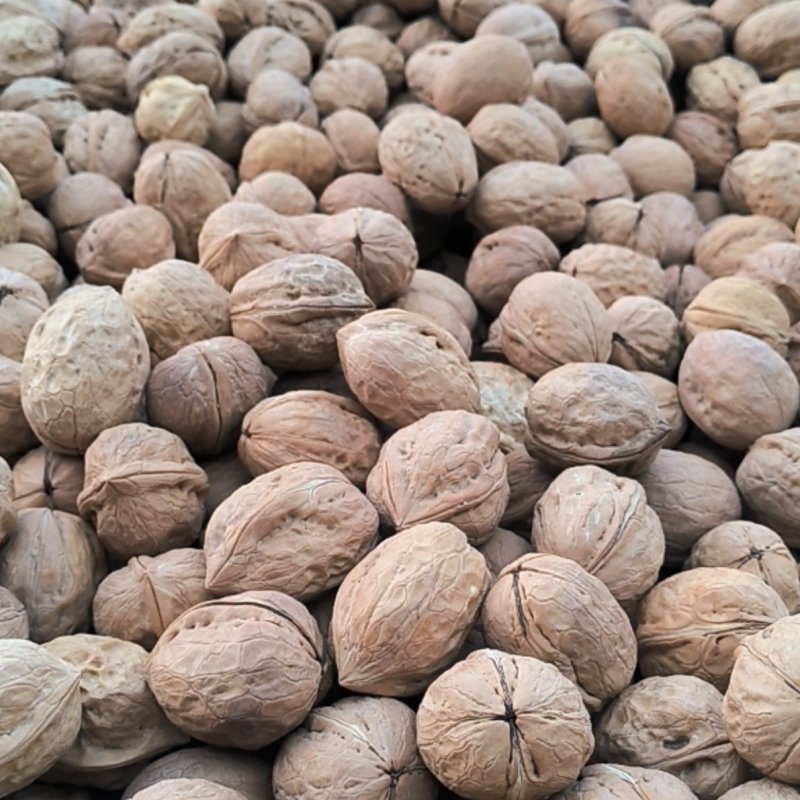 新疆薄皮核桃广西批发