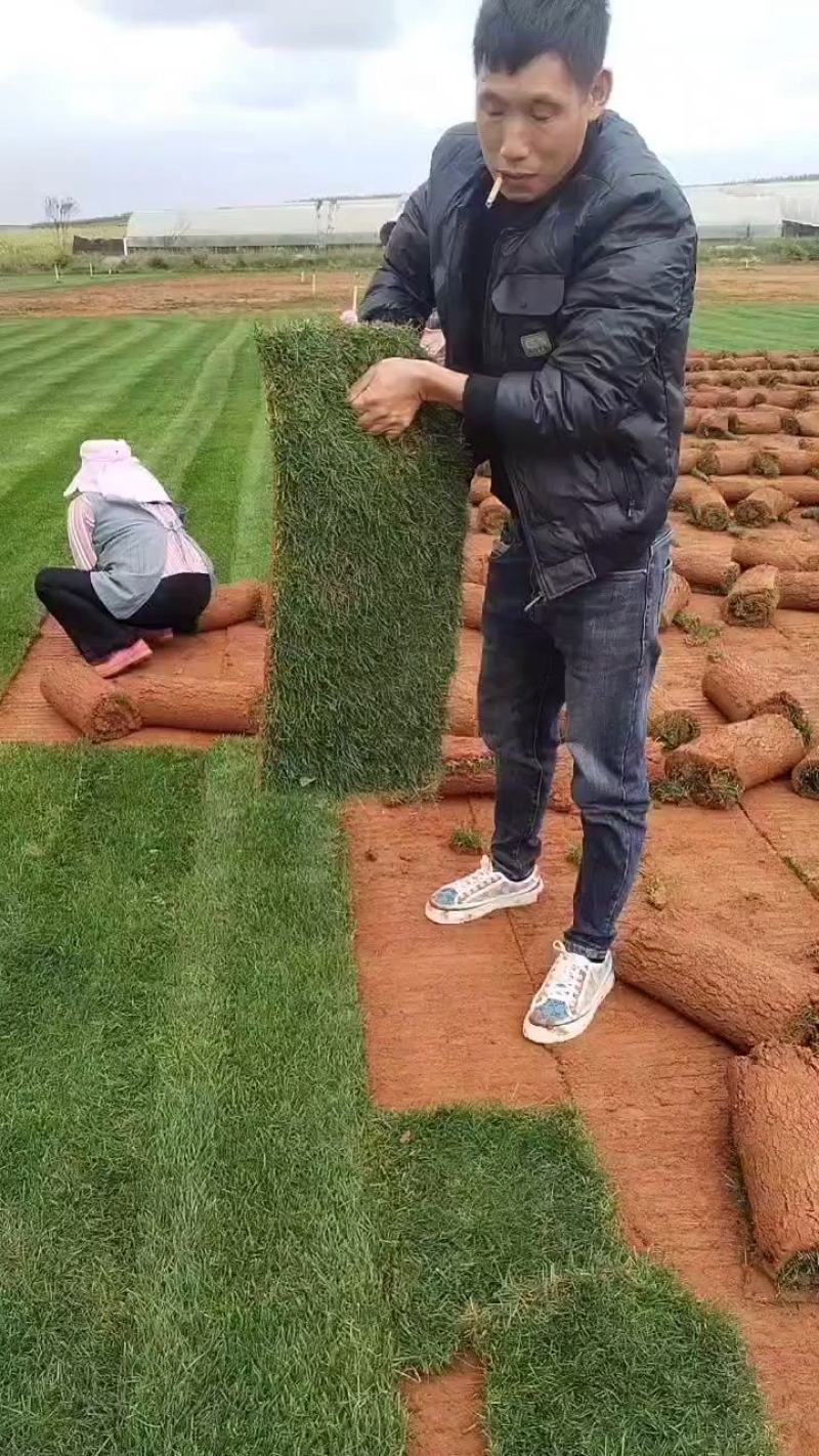 精品混播草坪