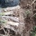 河北无极县万亩大葱基地产地直发，保质保量，支持视频看货。