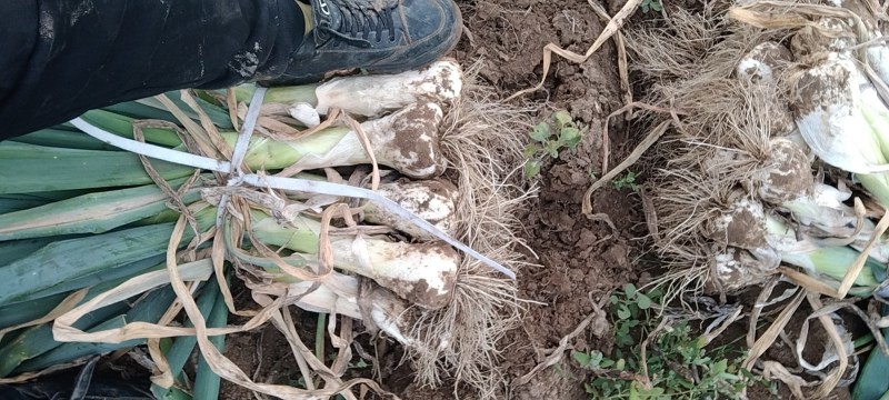 河北无极县万亩大葱基地产地直发，保质保量，支持视频看货。