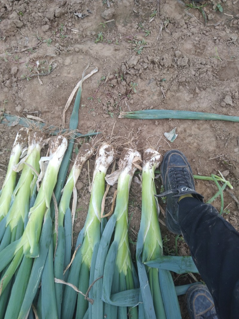 河北无极县万亩大葱基地产地直发，保质保量，支持视频看货。