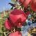 正宗自育新西兰爱妃苹果苗矮化乔化当年种植第二年见效益