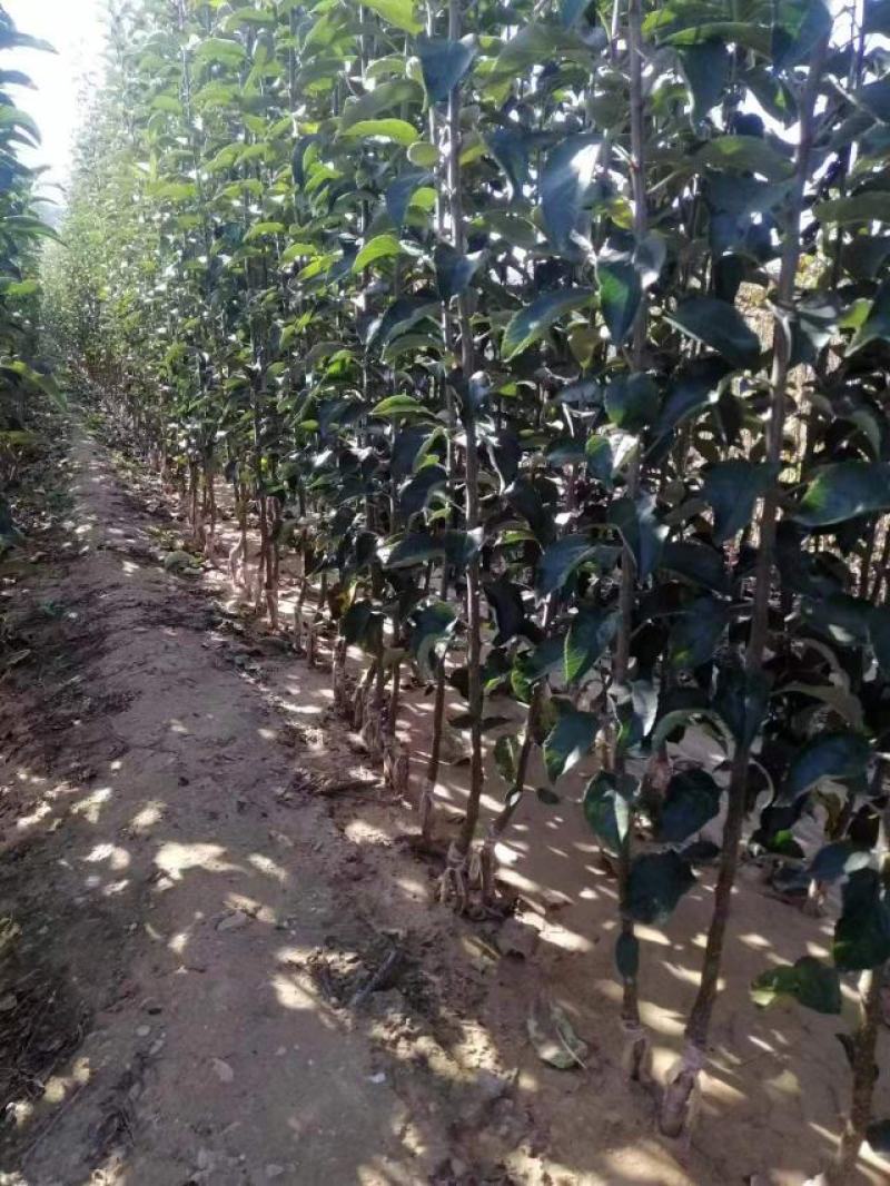 新西兰爱妃苹果苗嫁接矮化苹果树苗晚熟盆栽地栽种植果树苗