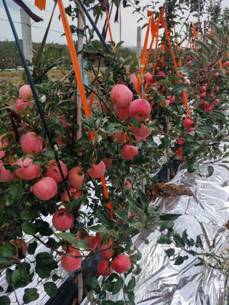 新西兰爱妃苹果苗嫁接矮化苹果树苗晚熟盆栽地栽种植果树苗