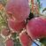 正宗自育新西兰爱妃苹果苗矮化乔化当年种植第二年见效益