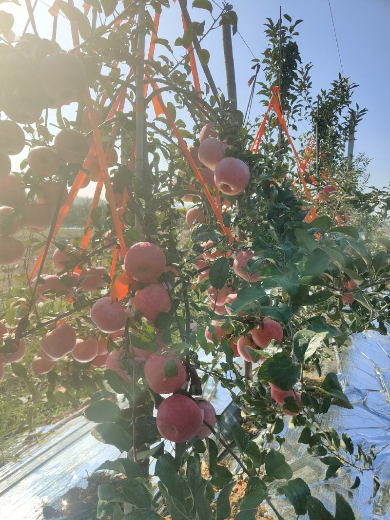 新西兰爱妃苹果苗嫁接矮化苹果树苗晚熟盆栽地栽种植果树苗
