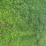 【推荐】精品马蹄金草坪免修剪草坪四私家花园高端小区别墅专用