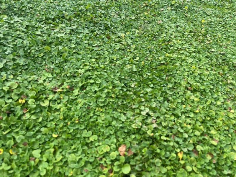 【推荐】精品马蹄金草坪免修剪草坪四私家花园高端小区别墅专用