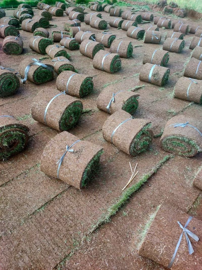 【精品推荐】马尼拉草坪一手货源保证成活园林绿化庭院工程价低
