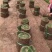 【精品推荐】马尼拉草坪一手货源保证成活园林绿化庭院工程价低