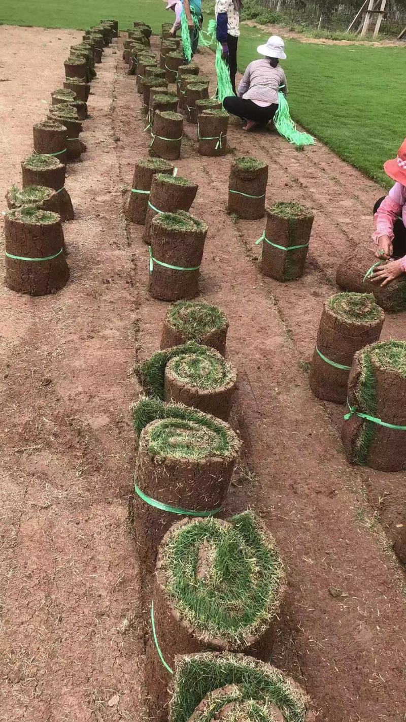 【精品推荐】马尼拉草坪一手货源保证成活园林绿化庭院工程价低
