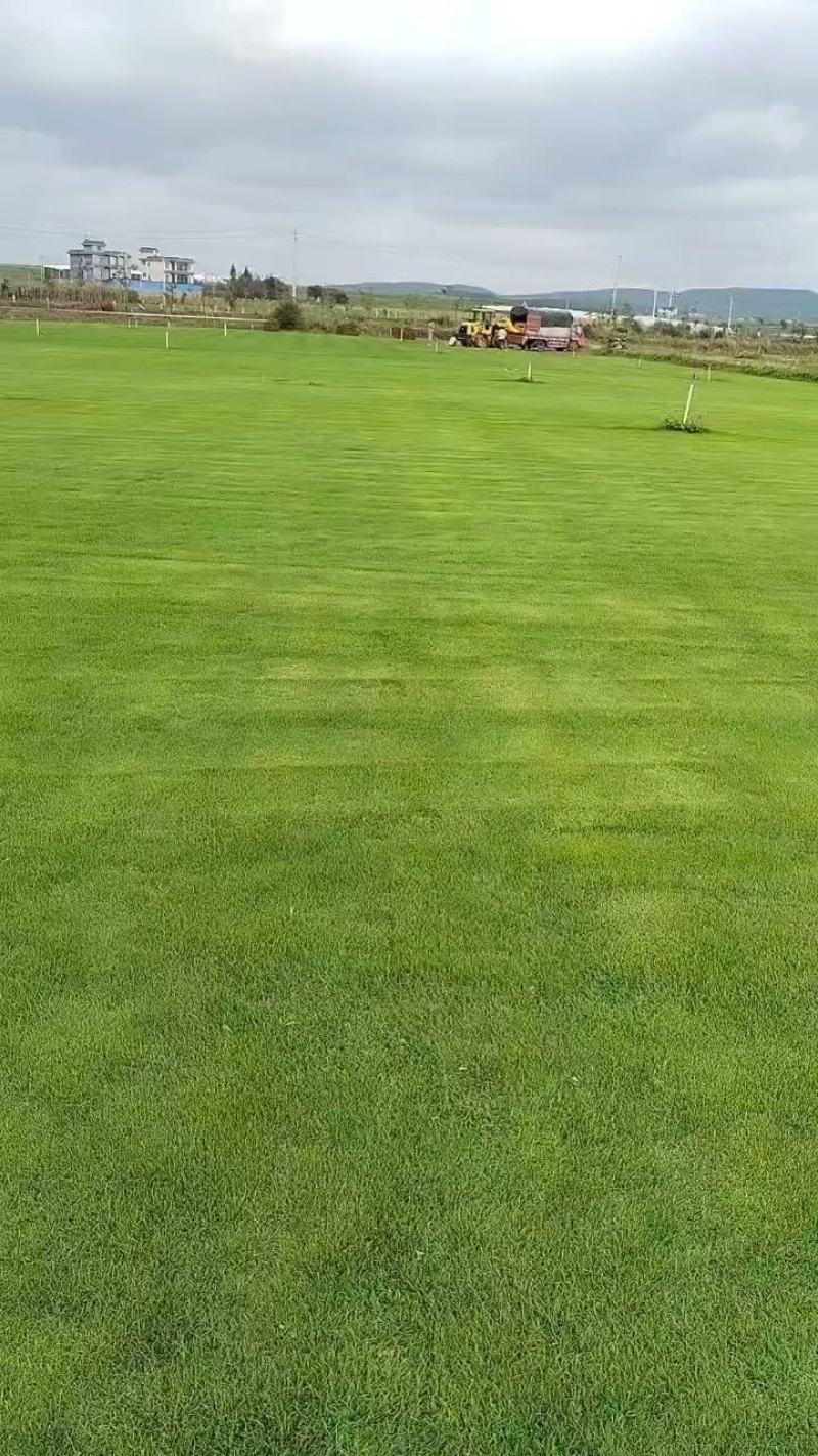 混播草坪