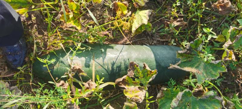 麦茬青皮冬瓜大量上市