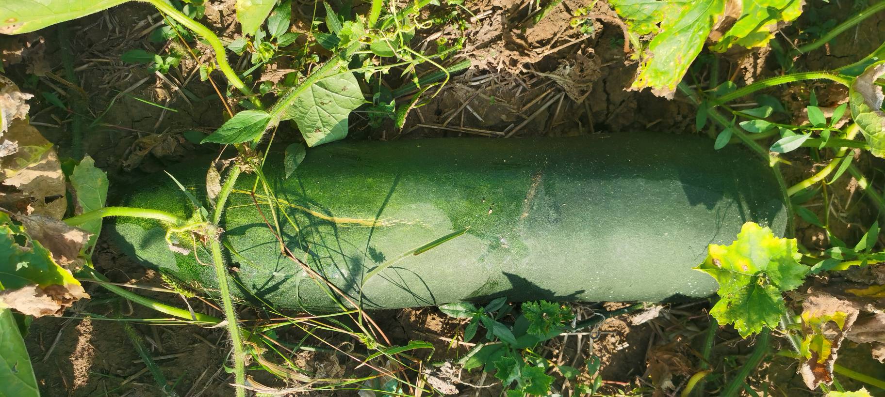 图片说明:青皮冬瓜与白皮冬瓜外观对比图,展示两者在表皮颜色和果实形态上的区别 青皮冬瓜与白皮冬瓜对比图